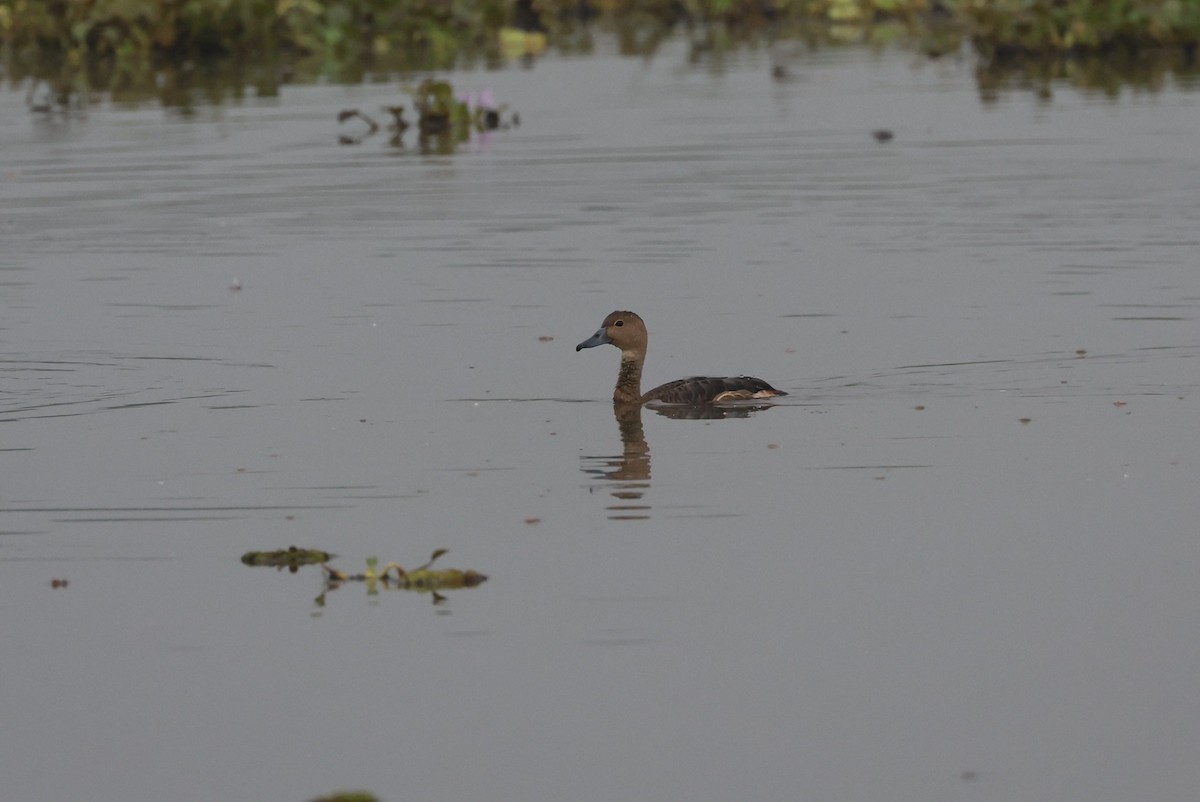 Lesser Whistling-Duck - ML629940462