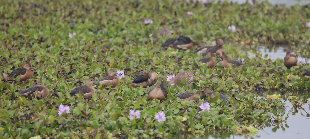 Lesser Whistling-Duck - ML629940463