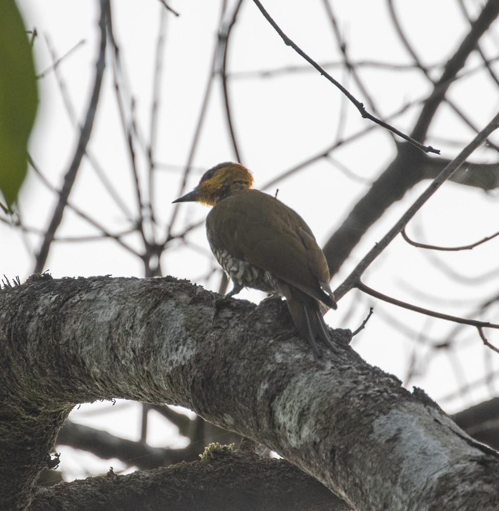 Yellow-throated Woodpecker - ML629940739