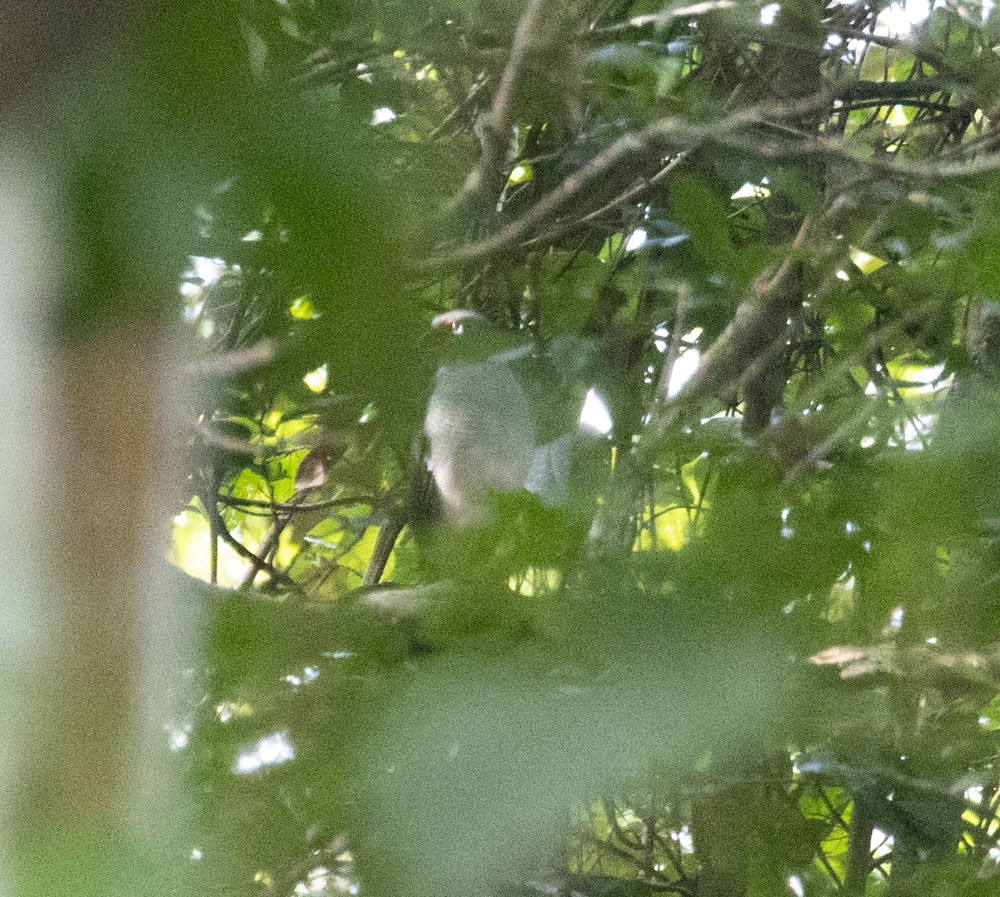 Lined Forest-Falcon - ML629940752