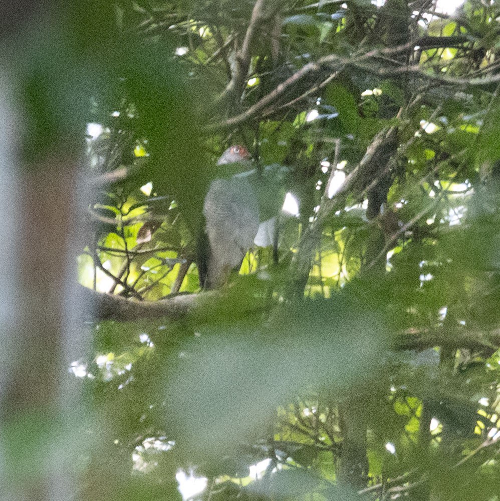 Lined Forest-Falcon - ML629940753