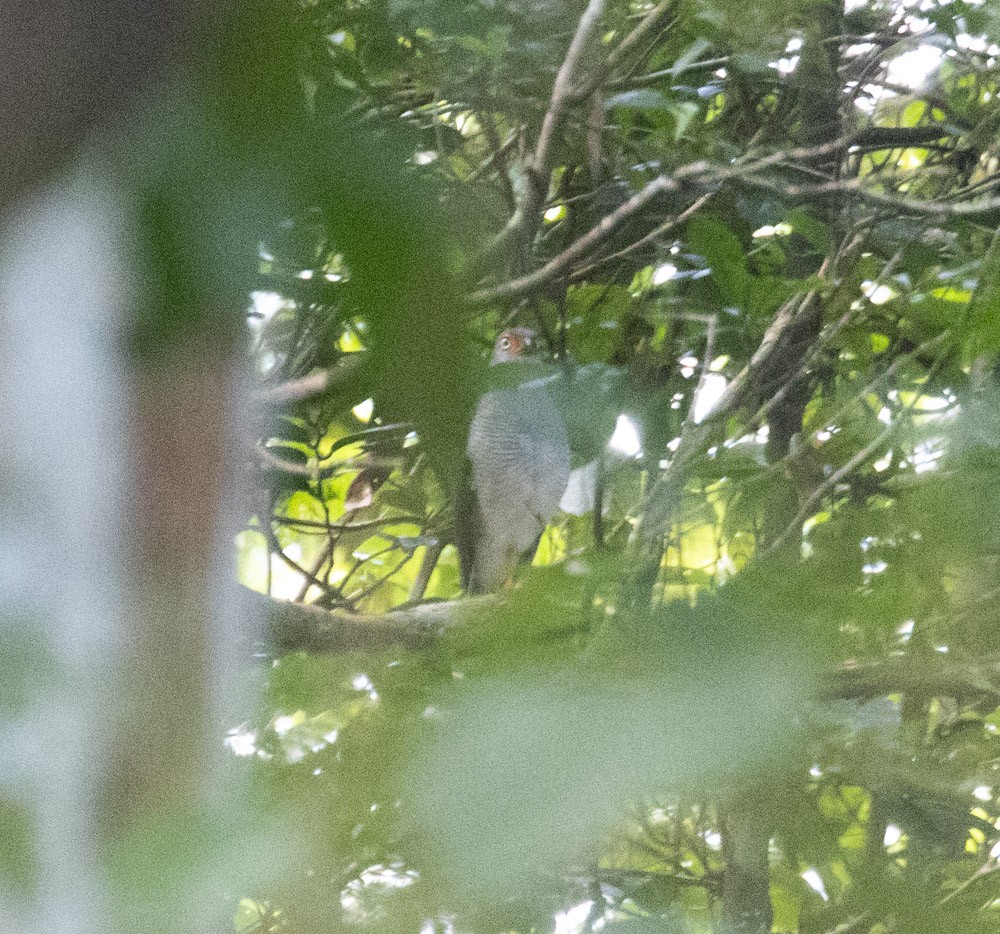 Lined Forest-Falcon - ML629940755