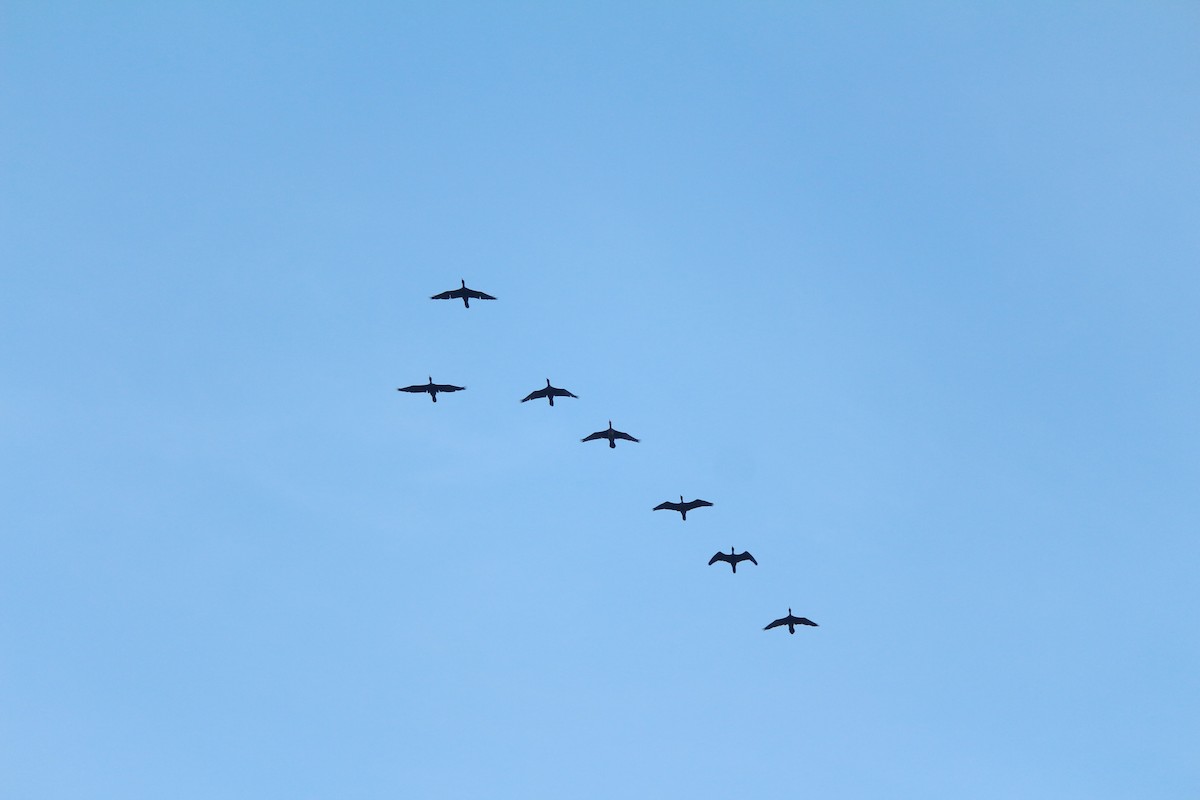 Little Cormorant - ML629940758