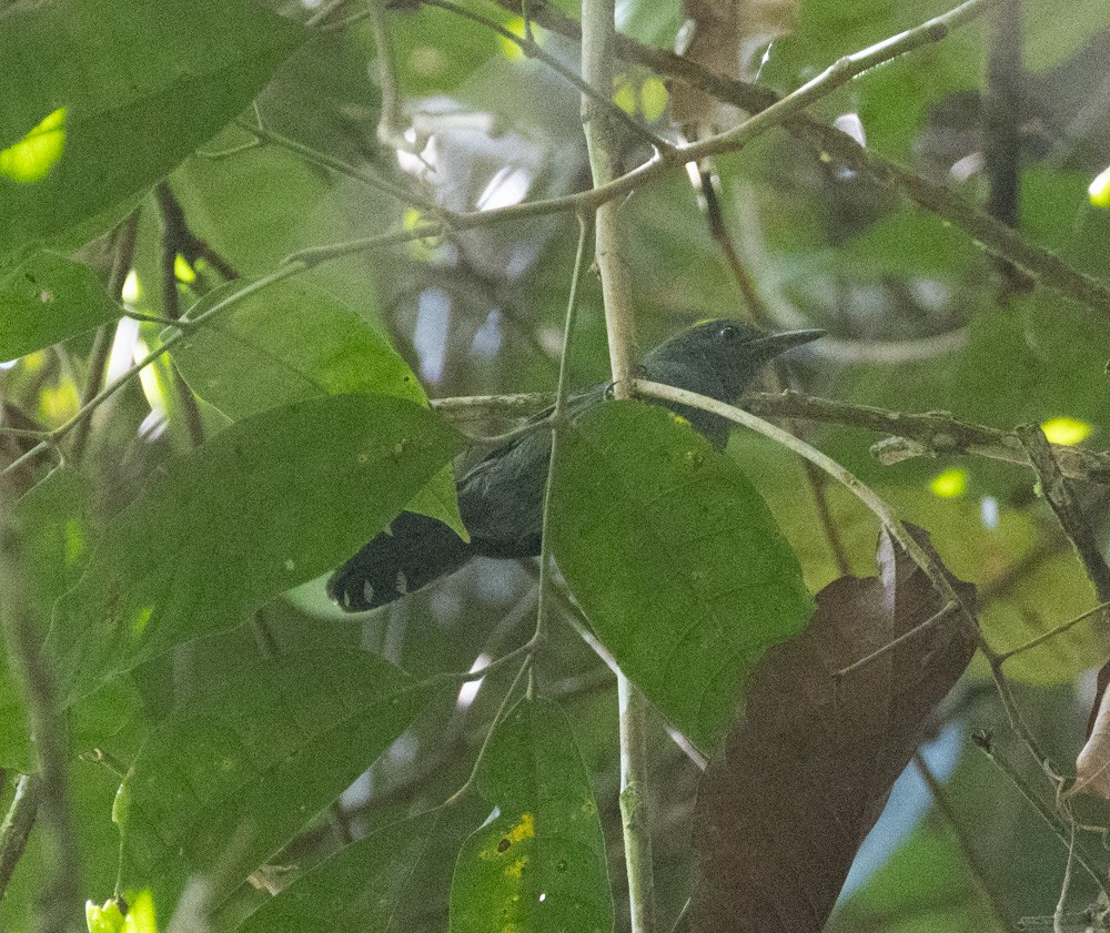 Gray Antbird - ML629940761