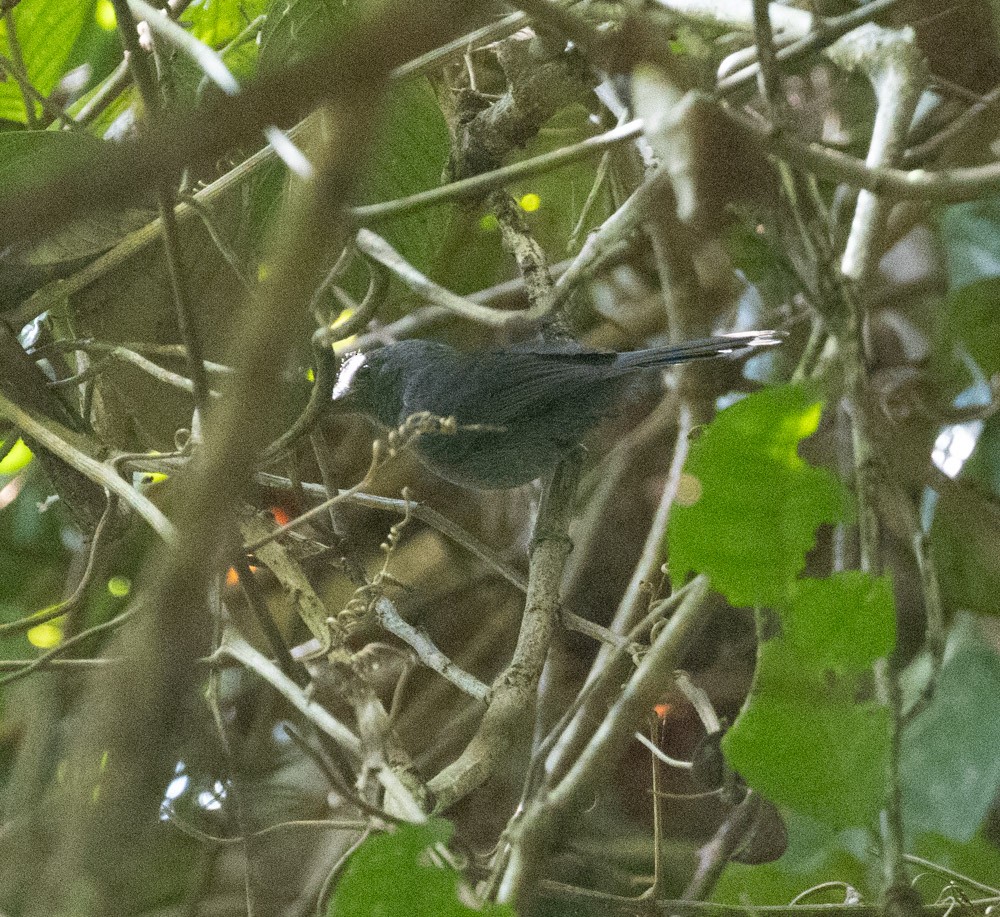 Gray Antbird - ML629940762