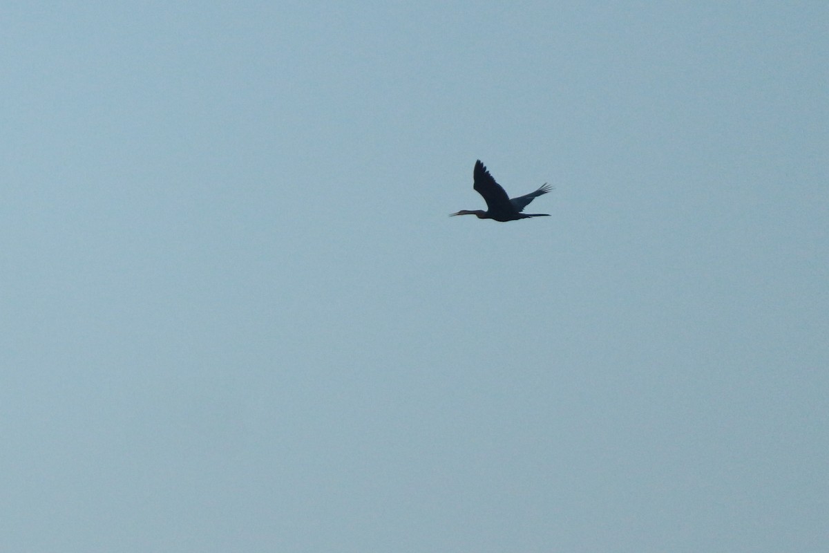Anhinga asiarra - ML629940766