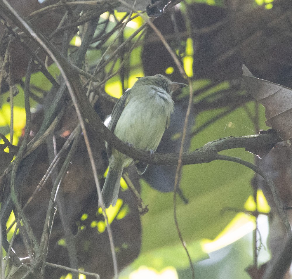Helmeted Pygmy-Tyrant - ML629940793