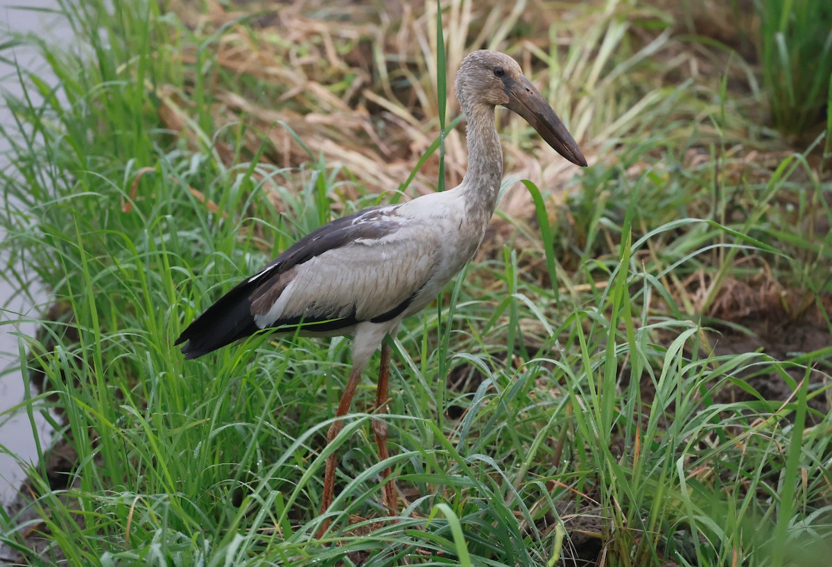 Asian Openbill - ML629941024
