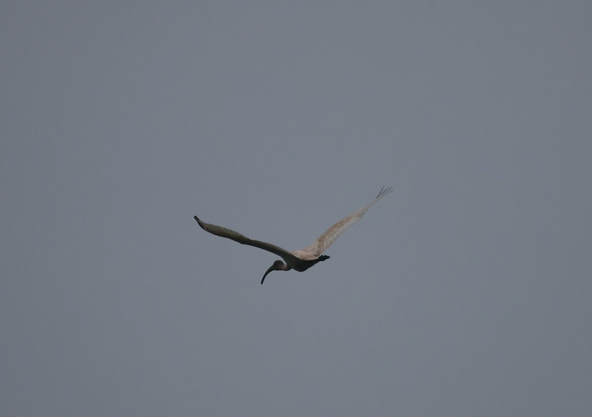 Black-headed Ibis - ML629941034