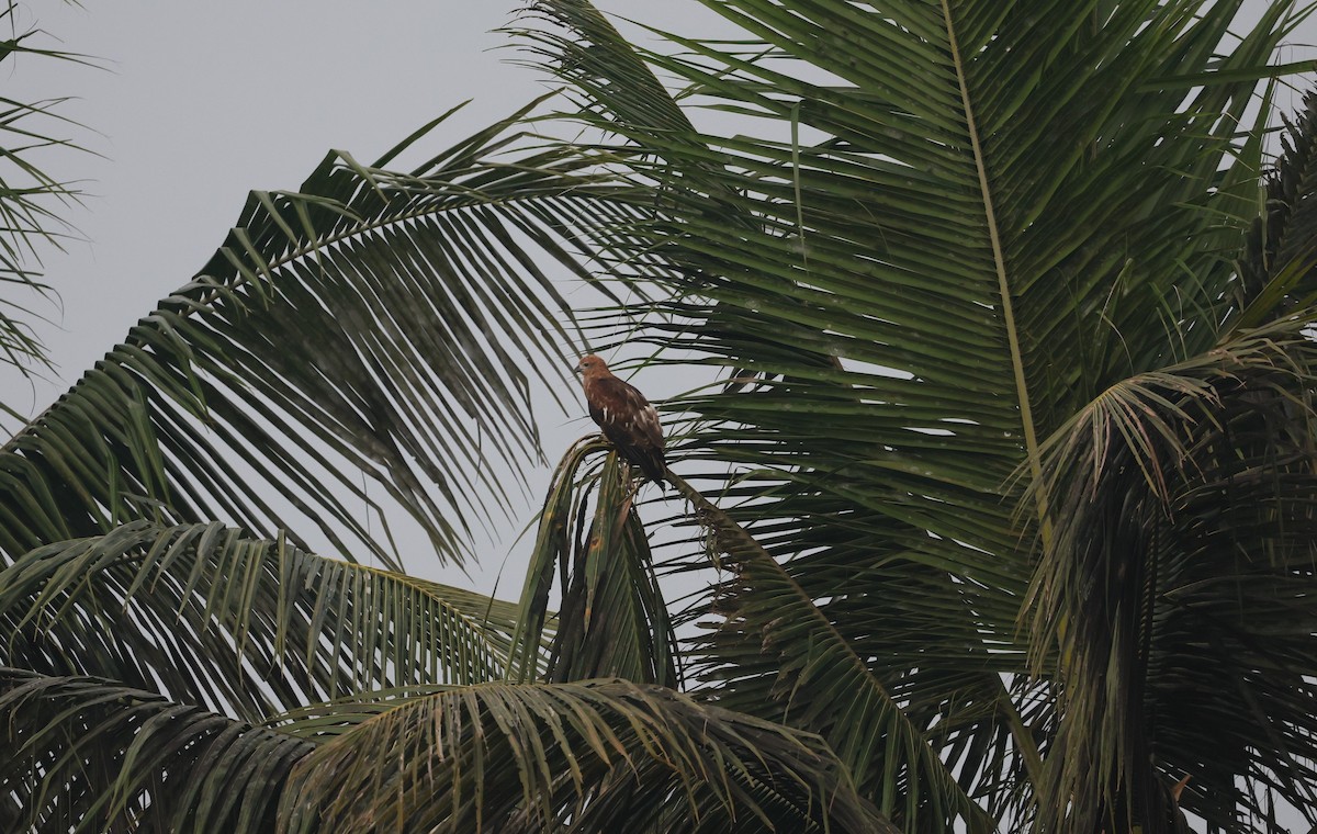 Brahminy Kite - ML629941043