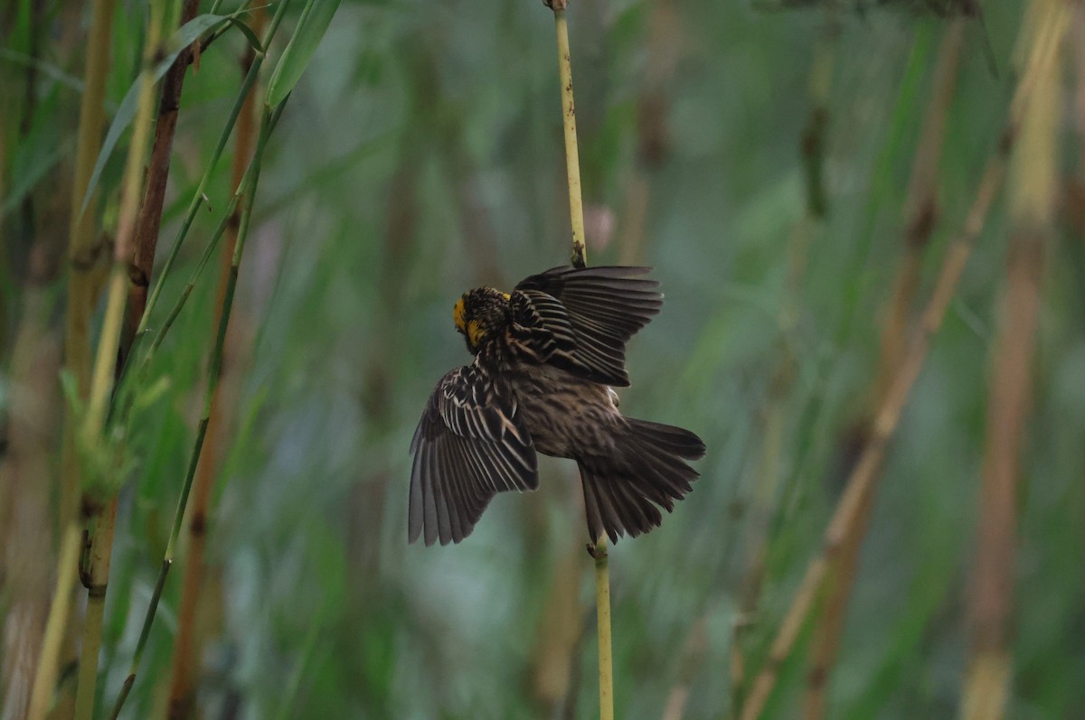 Streaked Weaver - ML629941299