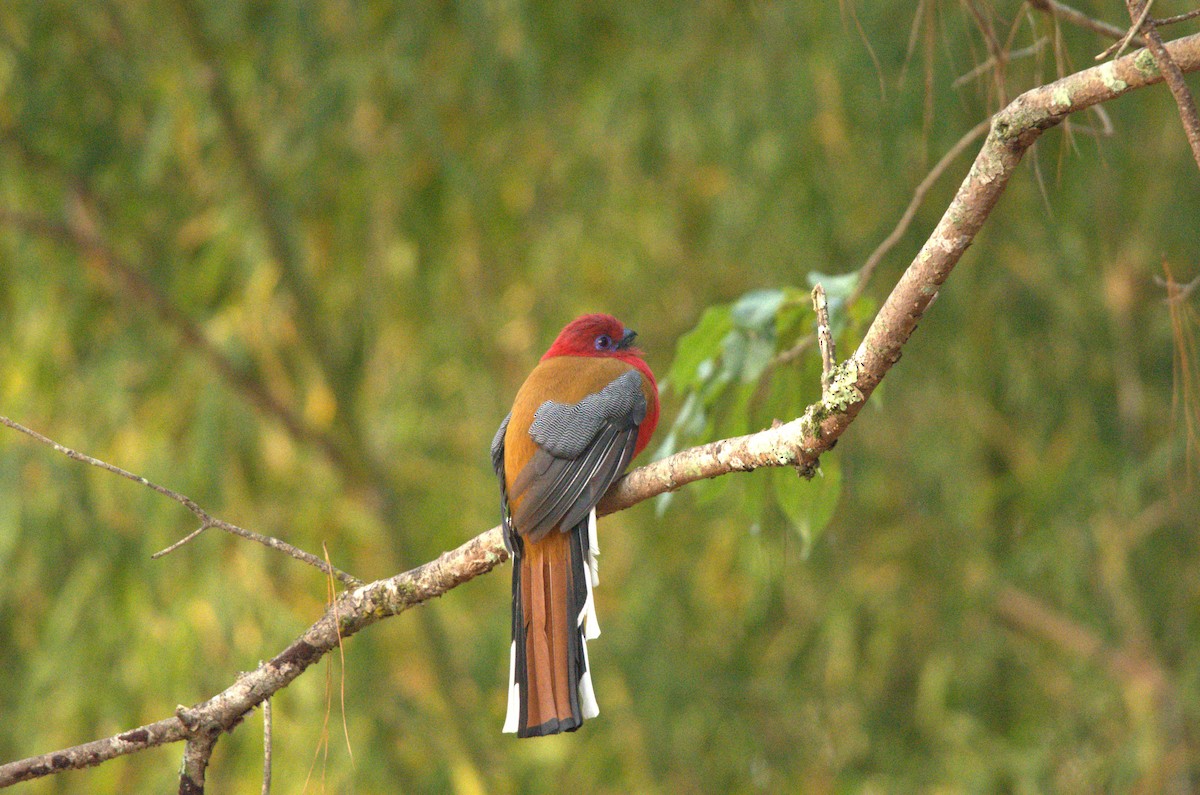 Red-headed Trogon - ML629941355