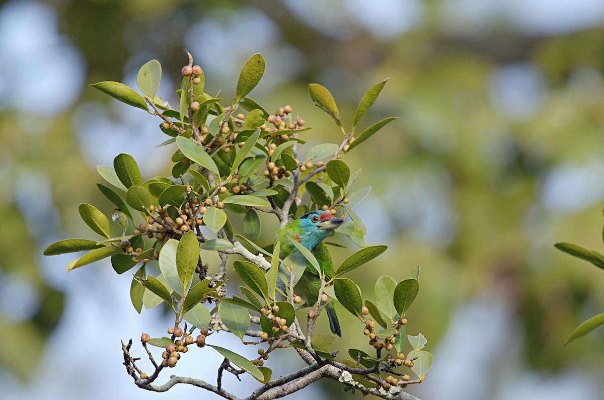 Blue-throated Barbet - ML629941361