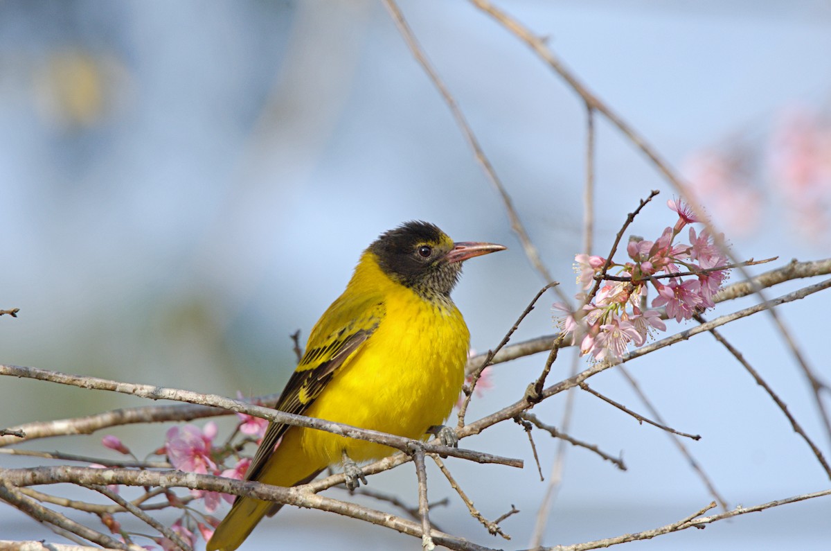 Black-hooded Oriole - ML629941364