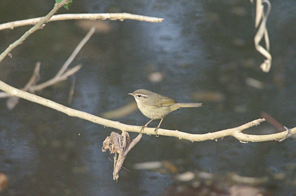 Claudia's Leaf Warbler - ML629941368