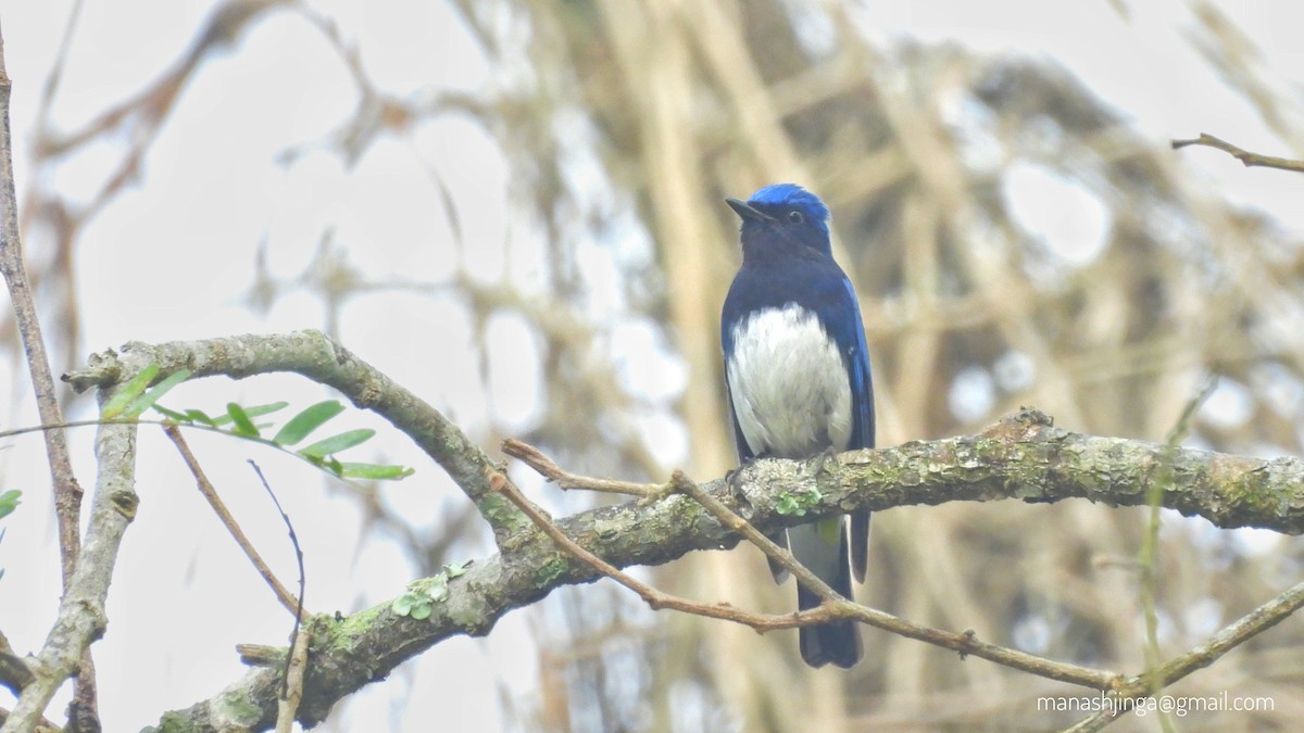 白腹琉璃 - ML629941419