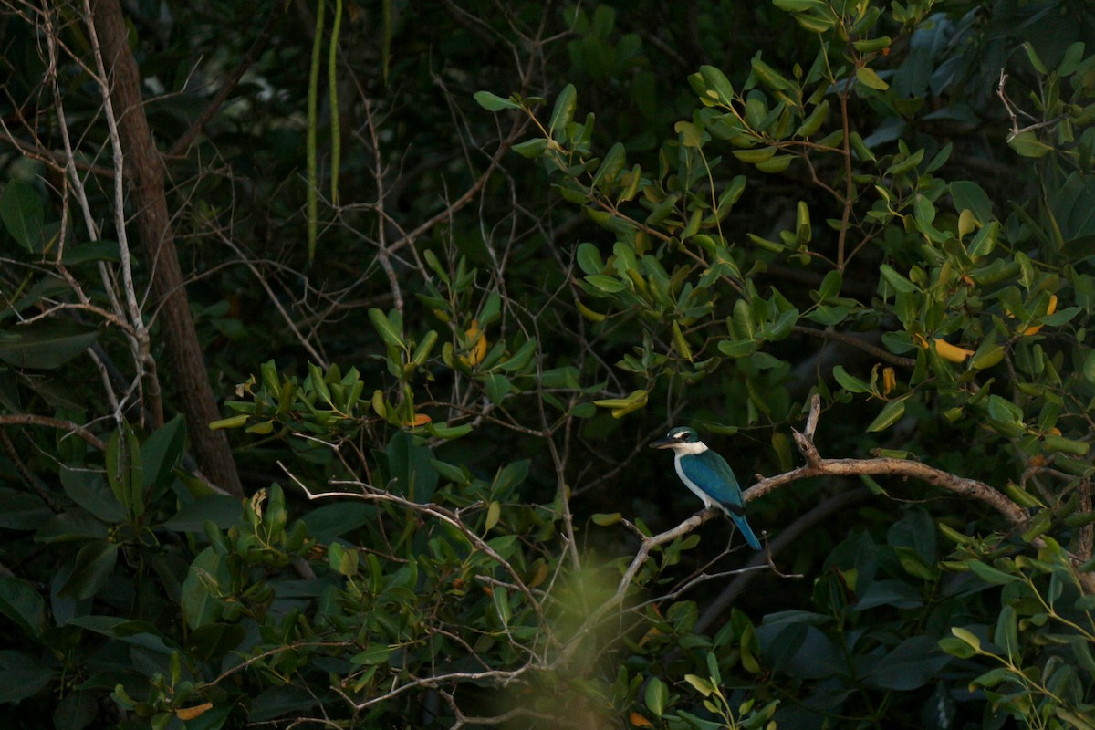 Collared Kingfisher - ML629941449