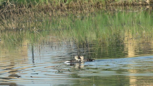 Indian Spot-billed Duck - ML629941501