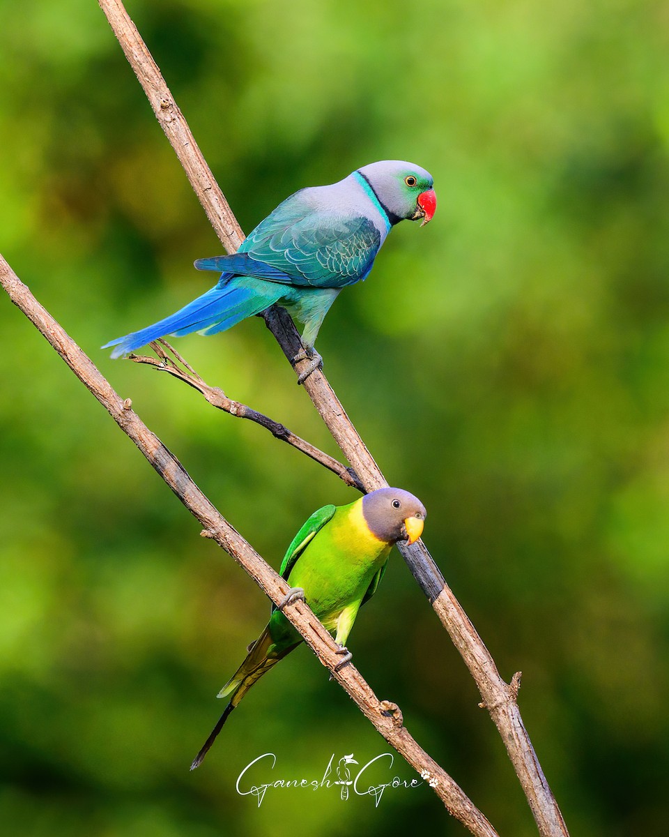 Plum-headed Parakeet - ML629941504