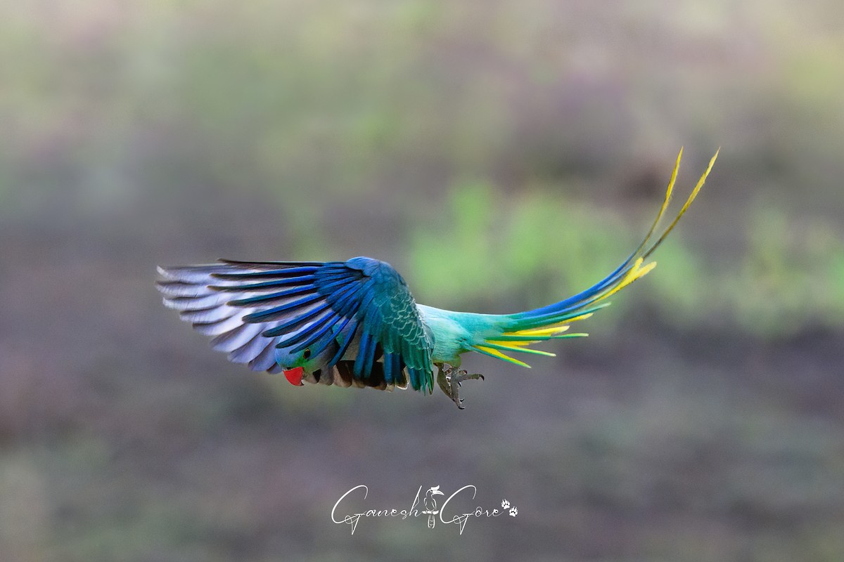 Malabar Parakeet - ML629941523