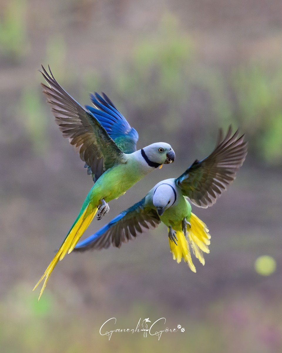 Malabar Parakeet - ML629941524