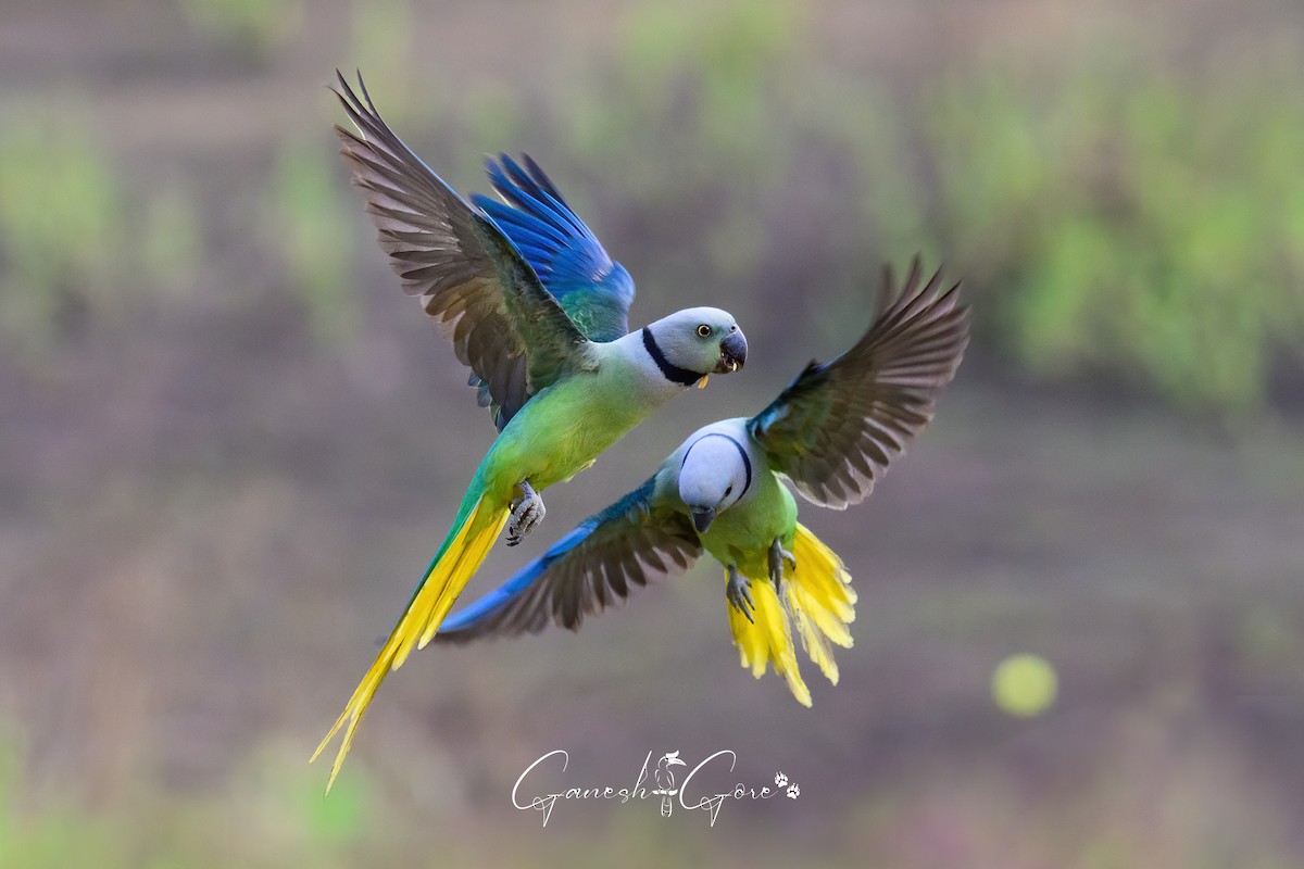 Malabar Parakeet - ML629941525