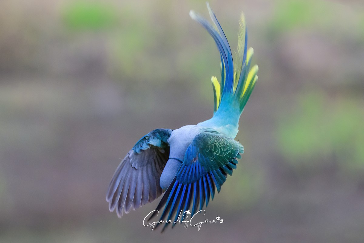 Malabar Parakeet - ML629941526