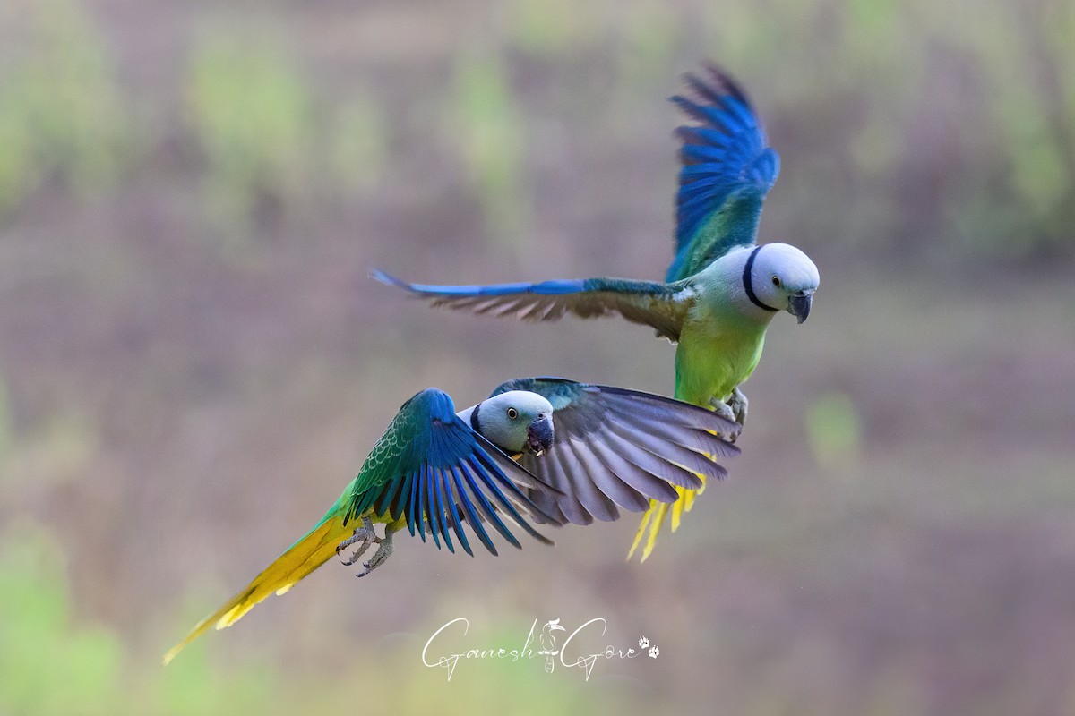 Malabar Parakeet - ML629941527