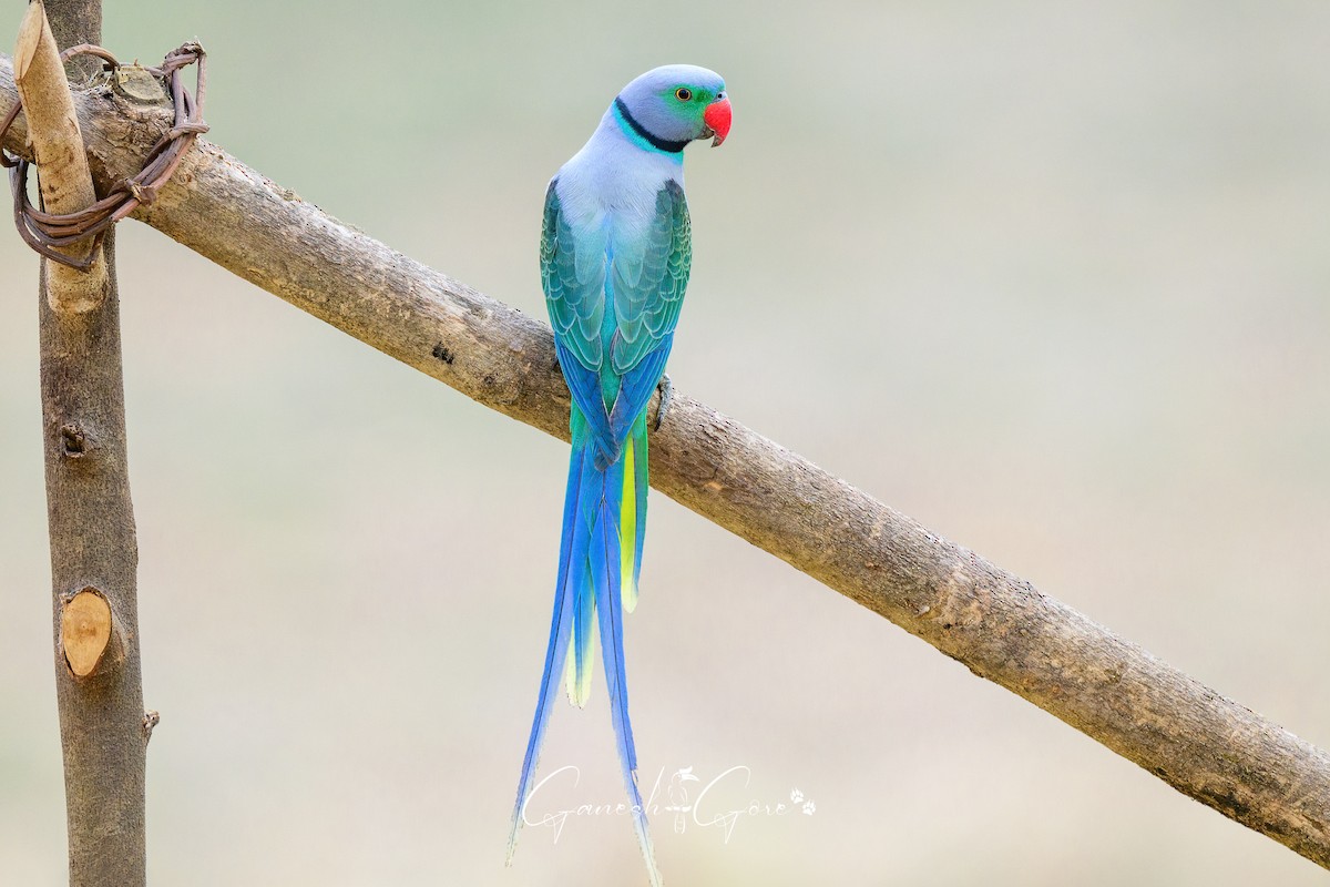 Malabar Parakeet - ML629941528