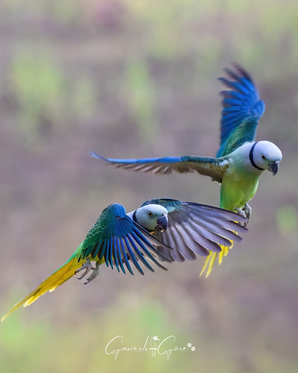 Malabar Parakeet - ML629941529