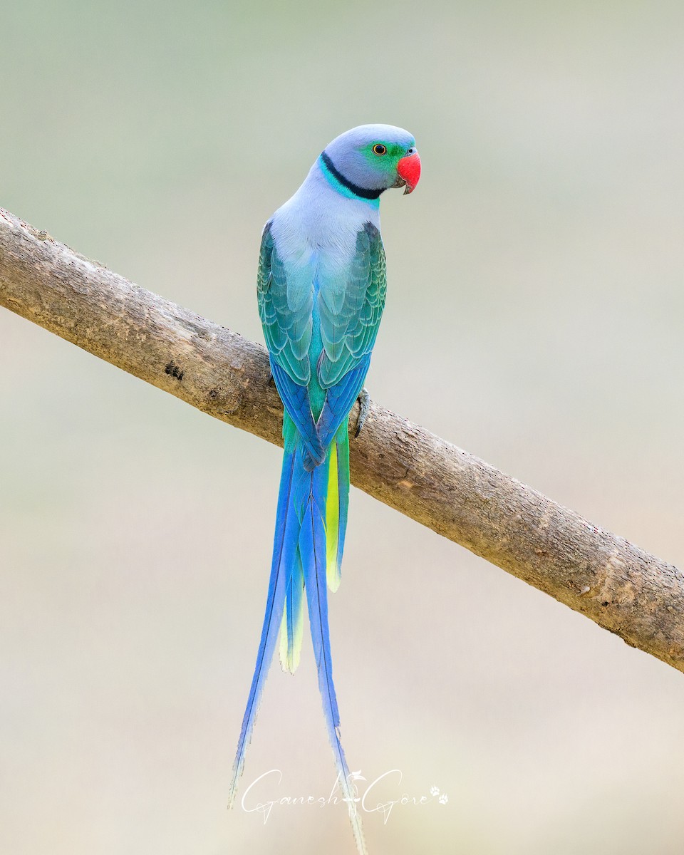 Malabar Parakeet - ML629941530