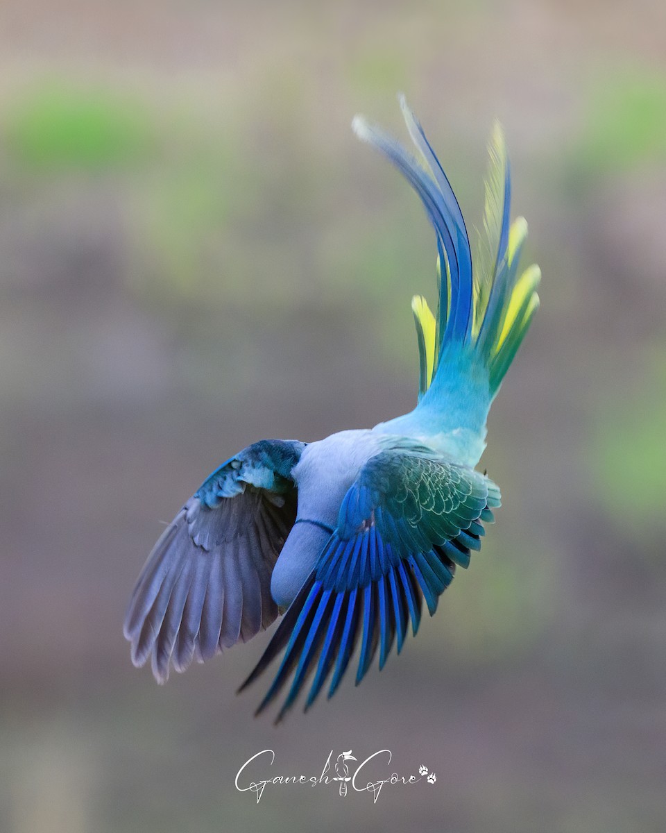 Malabar Parakeet - ML629941531