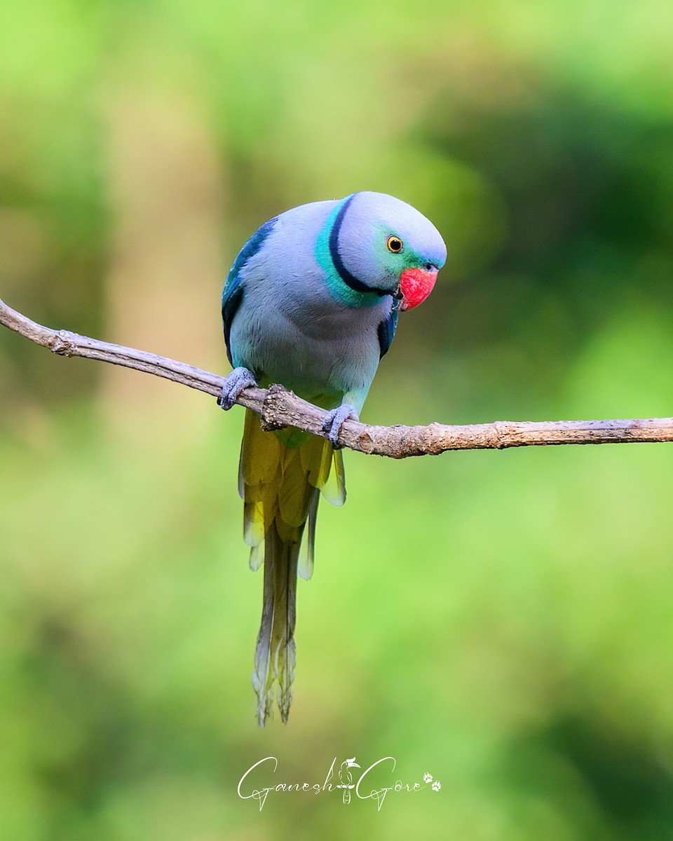 Malabar Parakeet - ML629941537