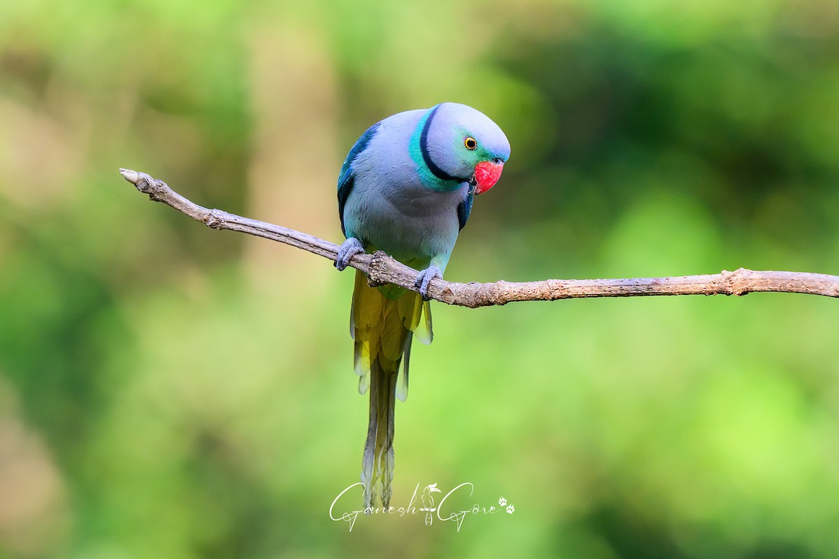 Malabar Parakeet - ML629941538