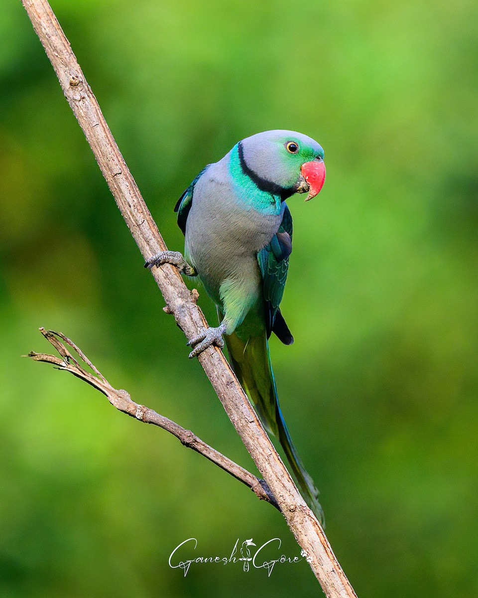 Malabar Parakeet - ML629941539