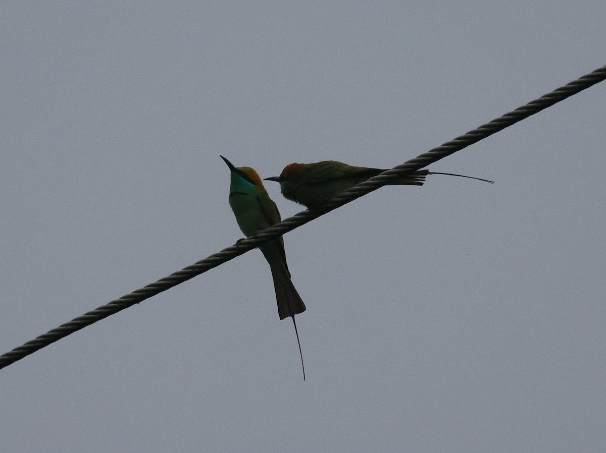 Asian Green Bee-eater - ML629941610