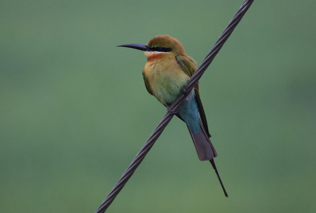 Blue-tailed Bee-eater - ML629941614