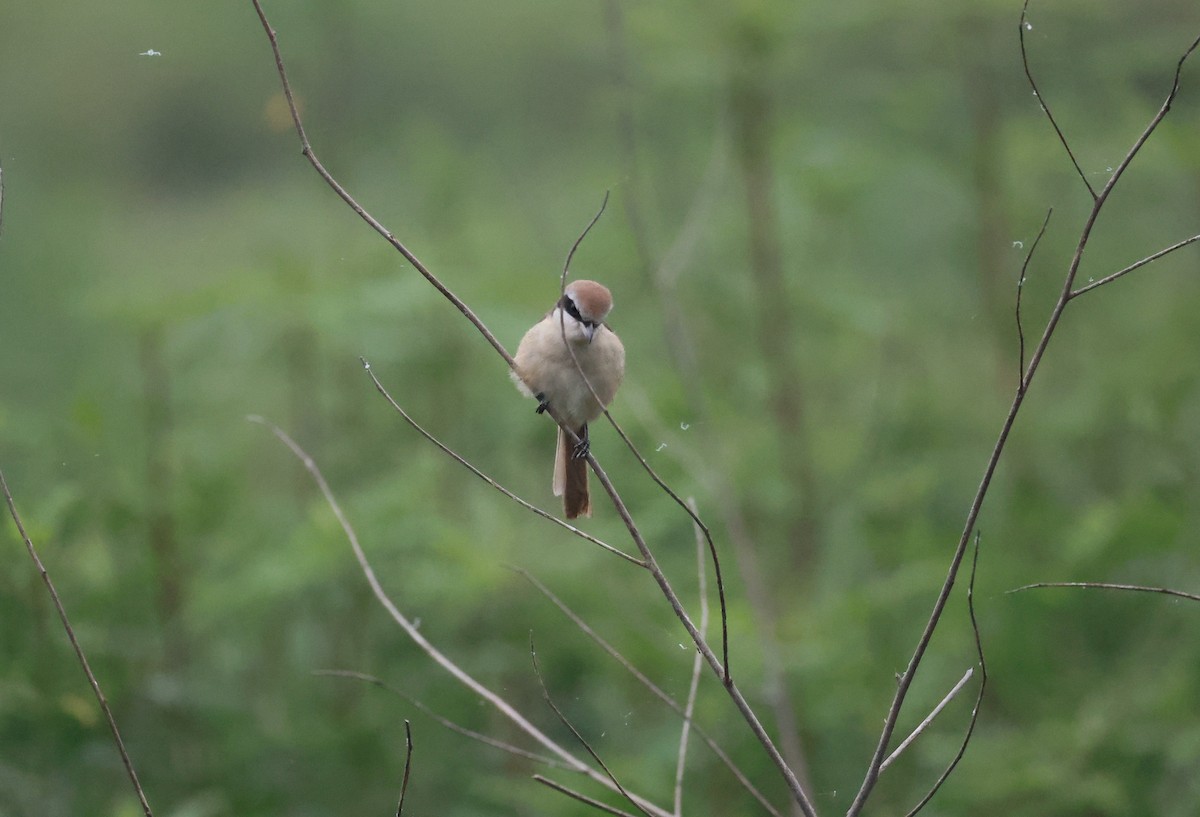 Averla bruna - ML629941624
