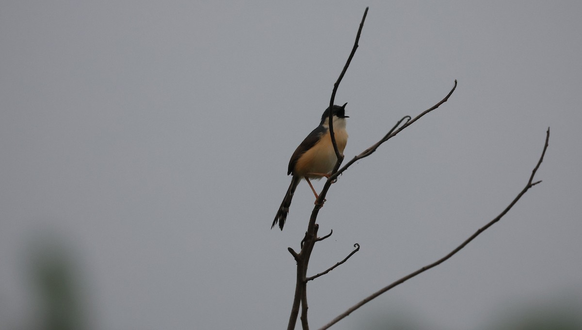 Ashy Prinia - ML629941625