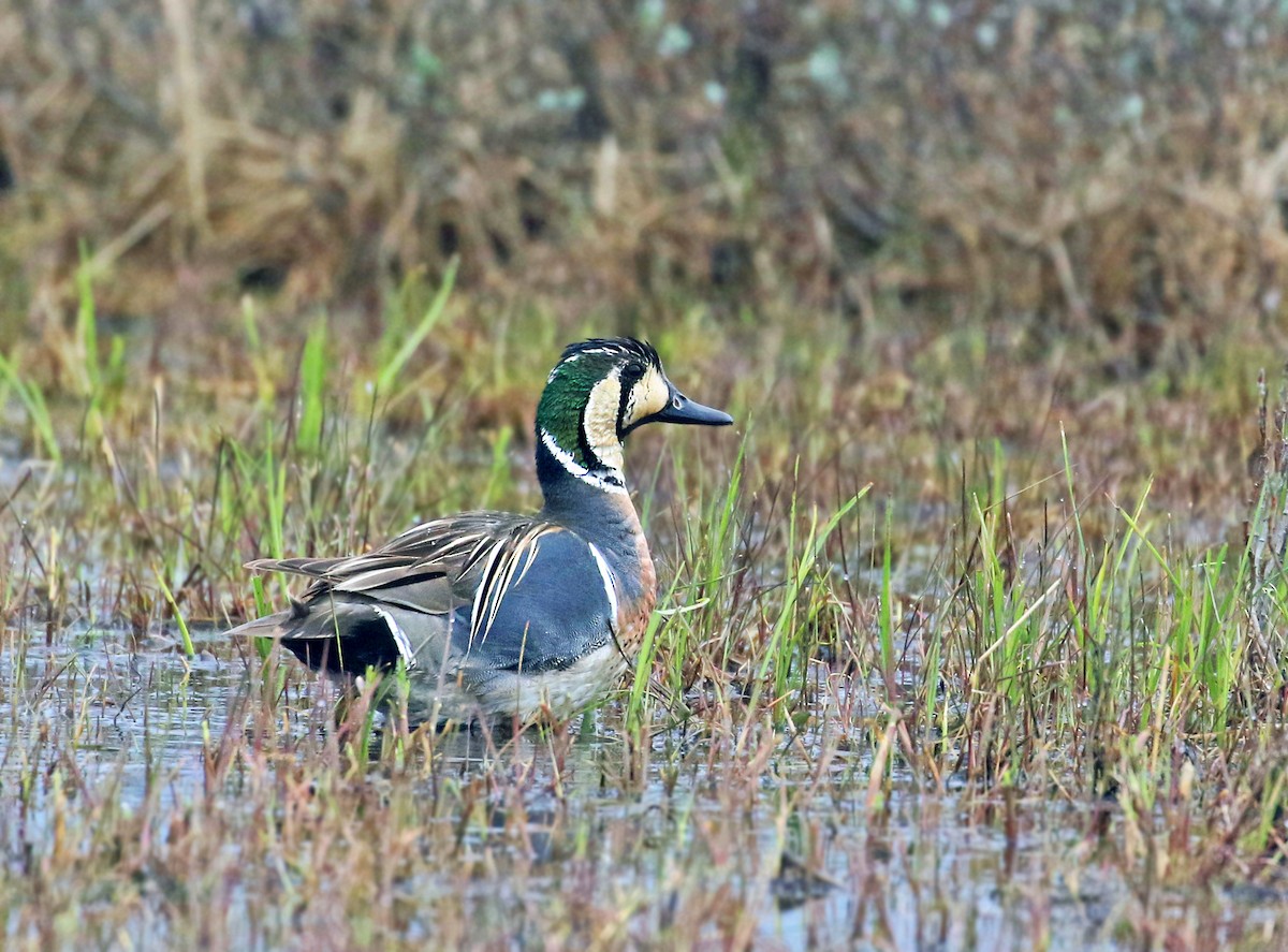 Baikal Teal - Andrew Spencer