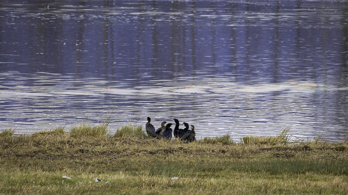 Pygmy Cormorant - ML629941924