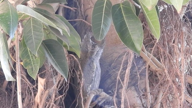 Pallid Scops-Owl - ML629942032