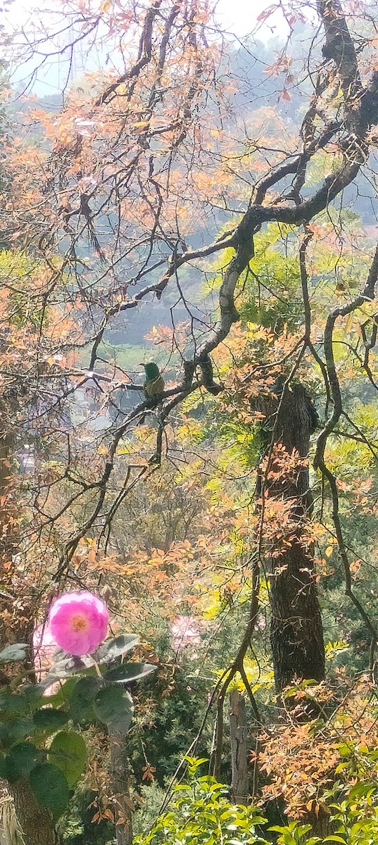 Blue-bearded Bee-eater - ML629942066