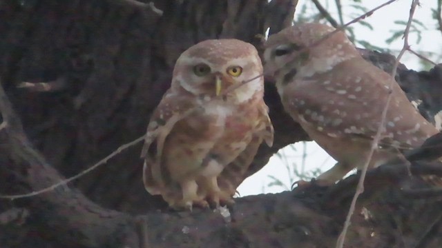 Spotted Owlet - ML629942118