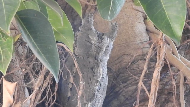 Pallid Scops-Owl - ML629942188