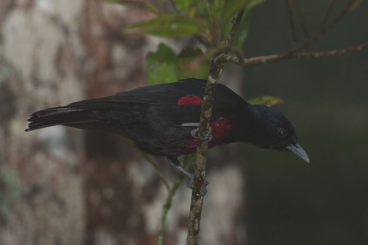Black-and-crimson Oriole - ML629942281
