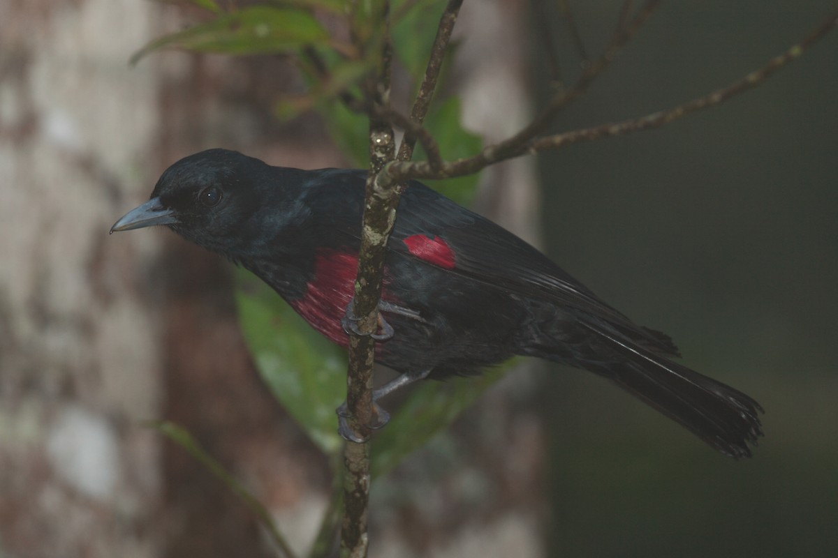 Black-and-crimson Oriole - ML629942283