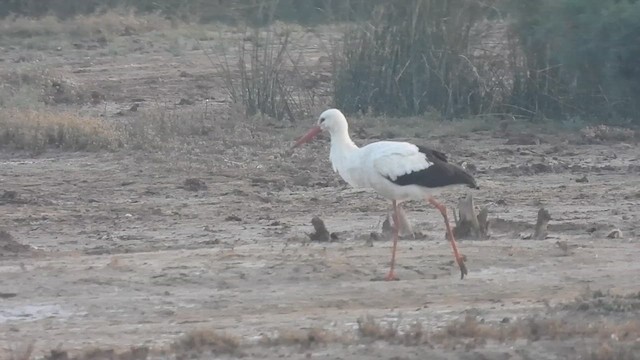 Zikoina zuria - ML629942456