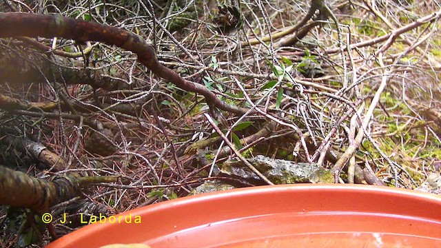 Western Bonelli's Warbler - ML629942583