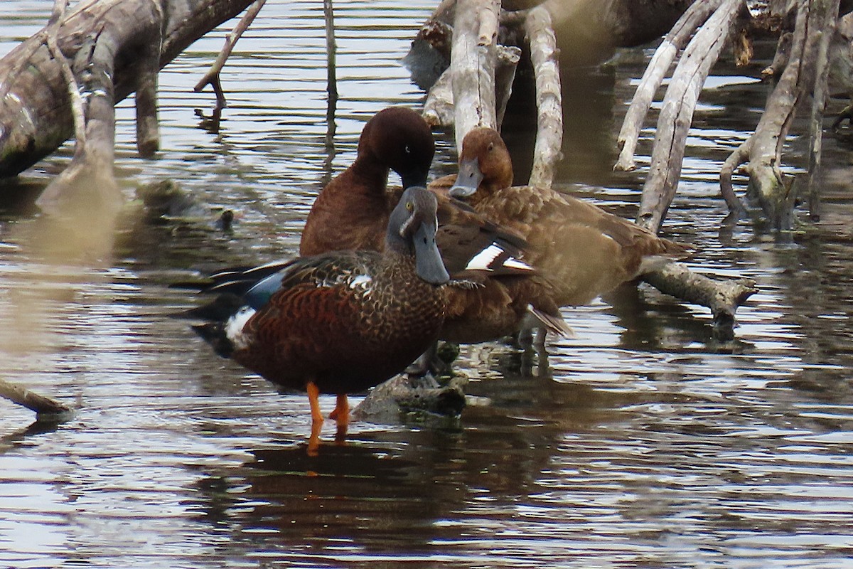 Canard bridé - ML629942627